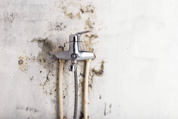 Best Home Mold Removal  in East Richmond Heights, CA