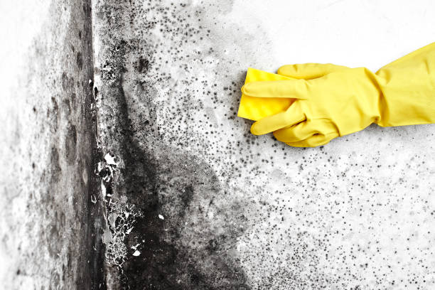 Best Commercial Mold Removal  in East Richmond Heights, CA