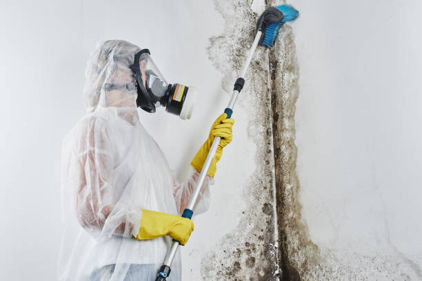 Best Mold Removal Company Near Me  in East Richmond Heights, CA
