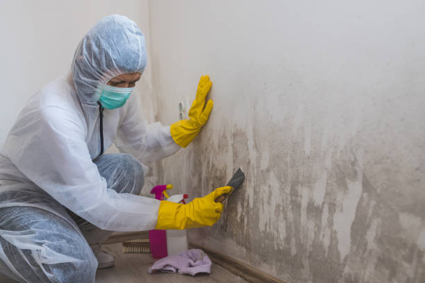 Office Mold Removal Services in East Richmond Heights, CA
