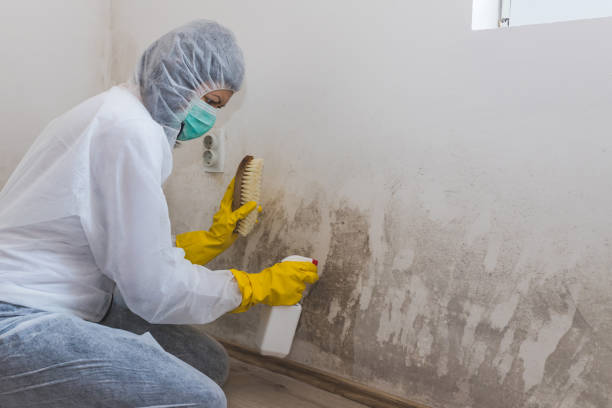 Best Local Mold Removal Service  in East Richmond Heights, CA