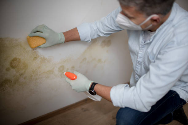 Best Black Mold Removal  in East Richmond Heights, CA
