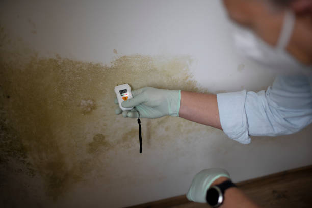 Best Mold Remediation  in East Richmond Heights, CA