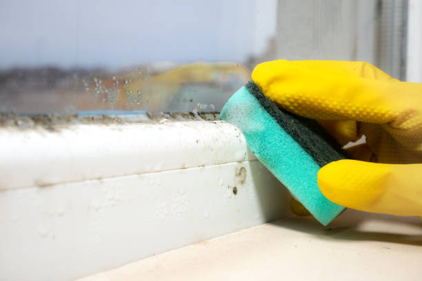 Best Best Mold Removal Companies  in East Richmond Heights, CA