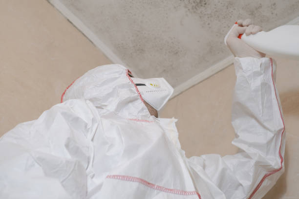 Attic Mold Removal in East Richmond Heights, CA