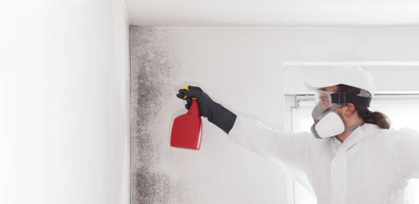 Best Black Mold Removal  in East Richmond Heights, CA