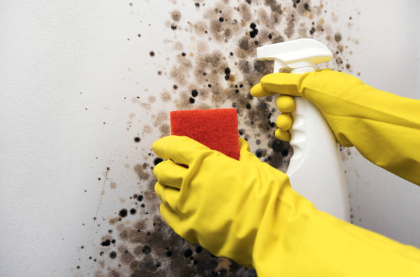 Mold Removal and Inspection in East Richmond Heights, CA