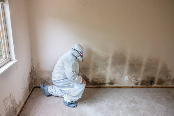 Professional Mold Removal in East Richmond Heights, CA
