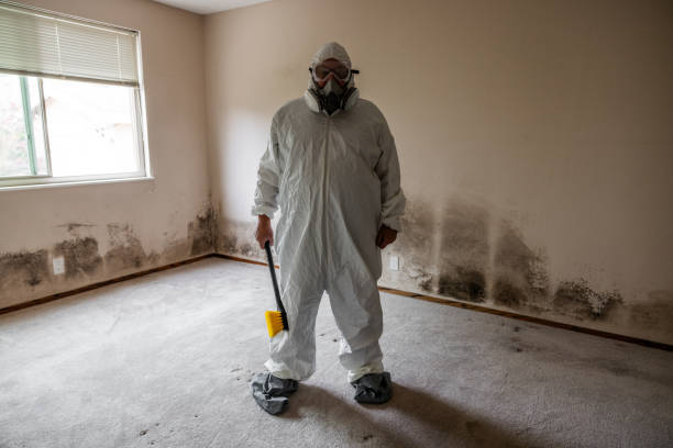 Best Attic Mold Removal  in East Richmond Heights, CA