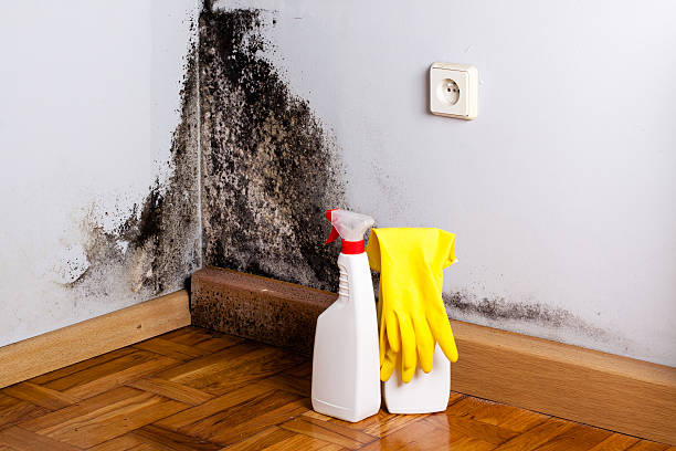 Mold Removal and Inspection in East Richmond Heights, CA