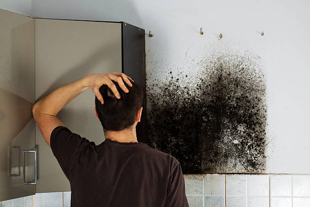 Best Mold Cleaning Services  in East Richmond Heights, CA