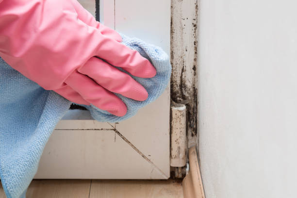 Best Best Mold Removal Companies  in East Richmond Heights, CA