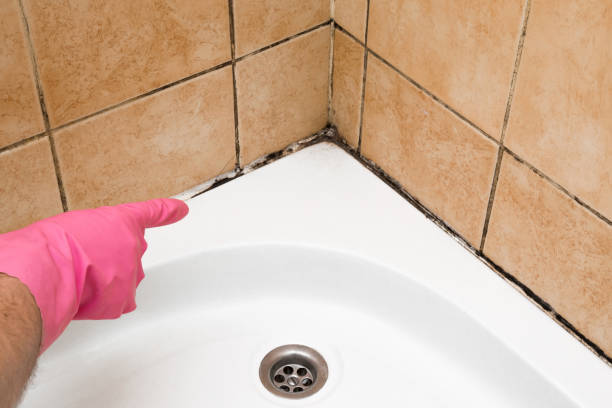 Best Mold Remediation  in East Richmond Heights, CA